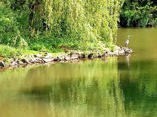 От этого озерца с гигантскими белыми рыбинами и разнообразными птицами начинается множество тропинок по окрестностям Бад-Бертриха