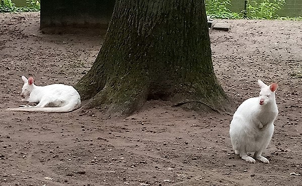 Флегматичные белые кенгуру в зоопарке голландского городка Бокстел