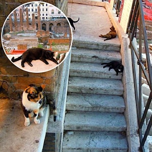 Прогулка по Риму с точки зрения кота в поисках себе подобных   