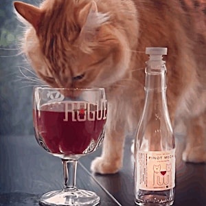 Вино для котов   